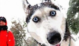 爆料二哈视频大全下载免费,免费下载爆笑视频大全